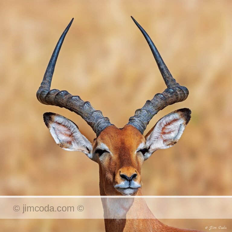 A male impala stops for a second in Tarangire National park.