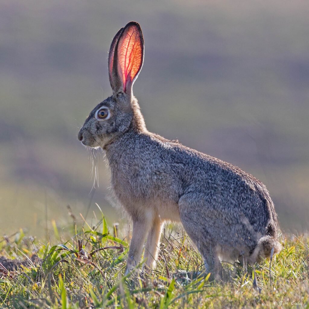 A blacktail jackrabbit stops for a second.