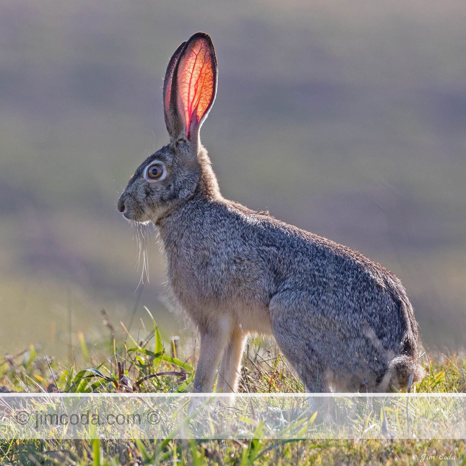 A blacktail jackrabbit stops for a second.