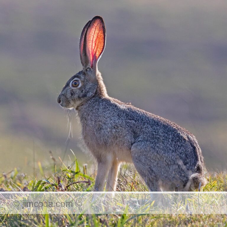 A blacktail jackrabbit stops for a second.