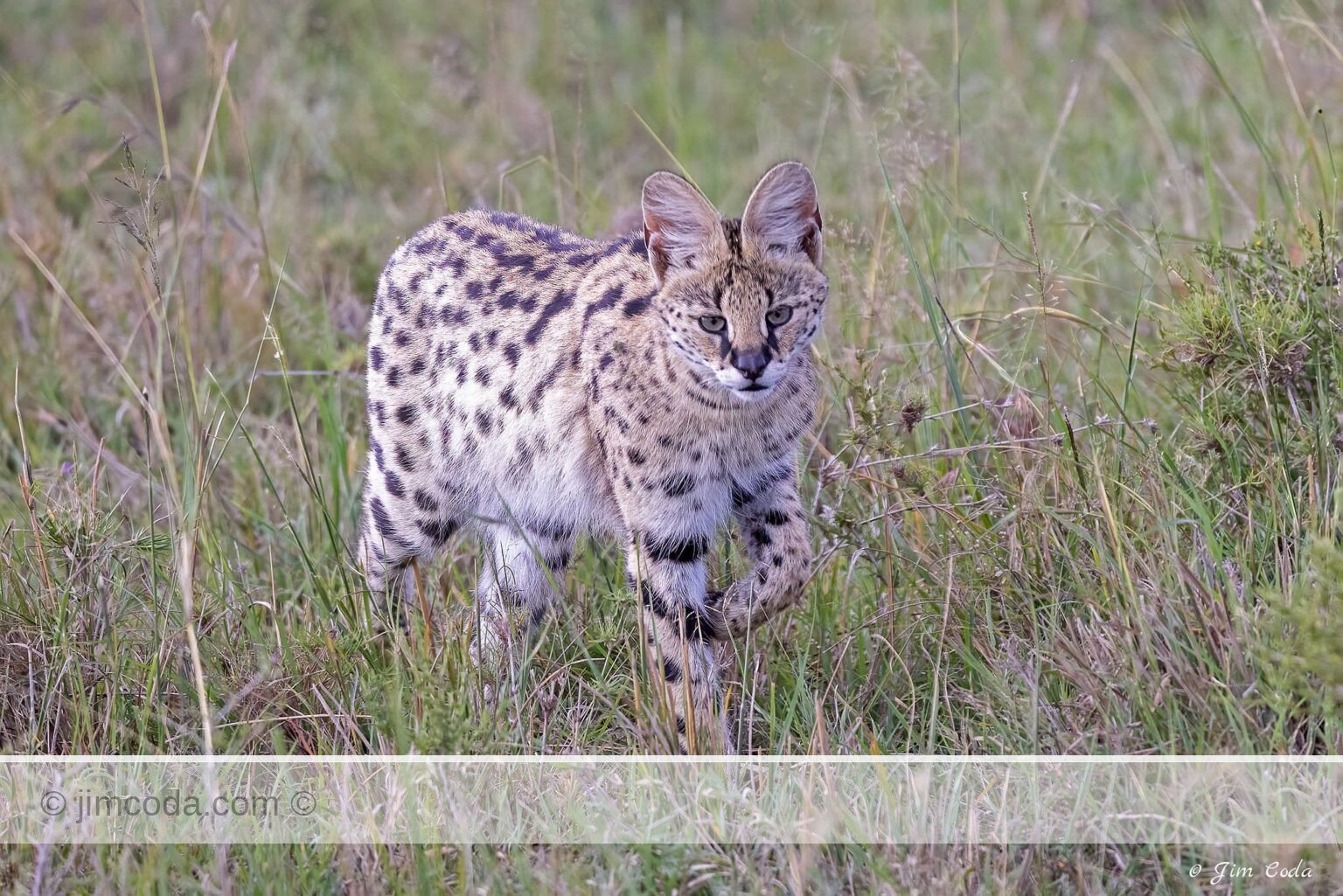 A serval cat moves the grass looking for its next meal.