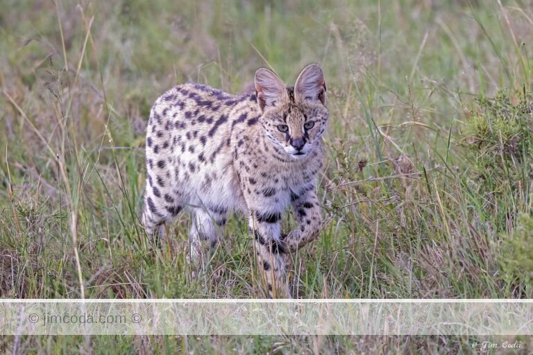 A serval cat moves the grass looking for its next meal.