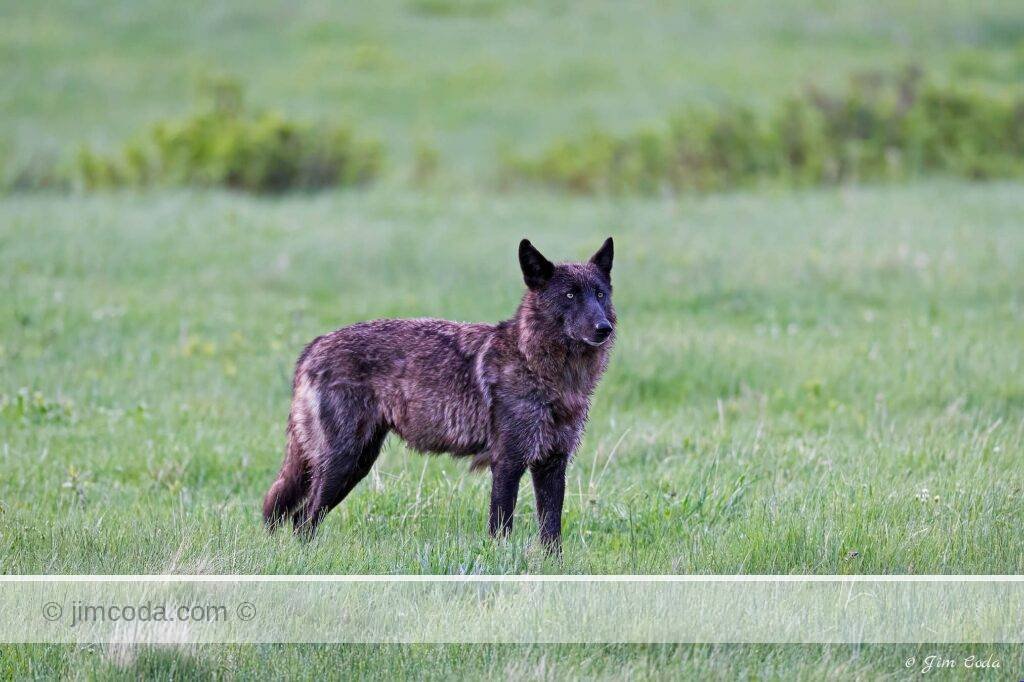 A black wolf crosses the Lamar Valley in Yellowstone National Park.