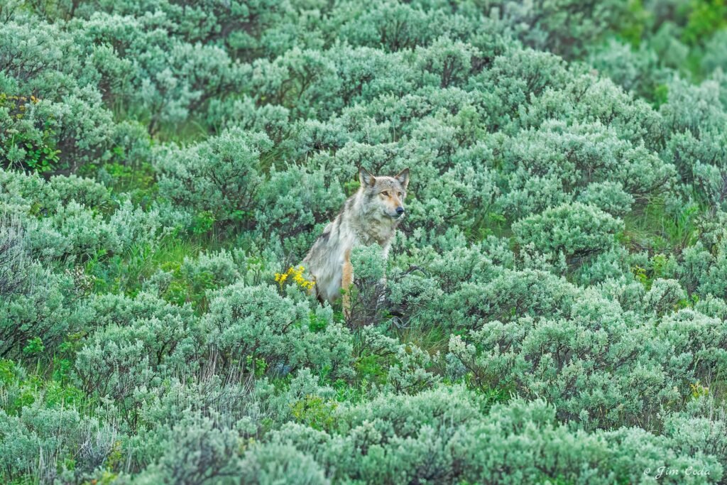 A gray wolf waits in some sagebrush for his pack members.