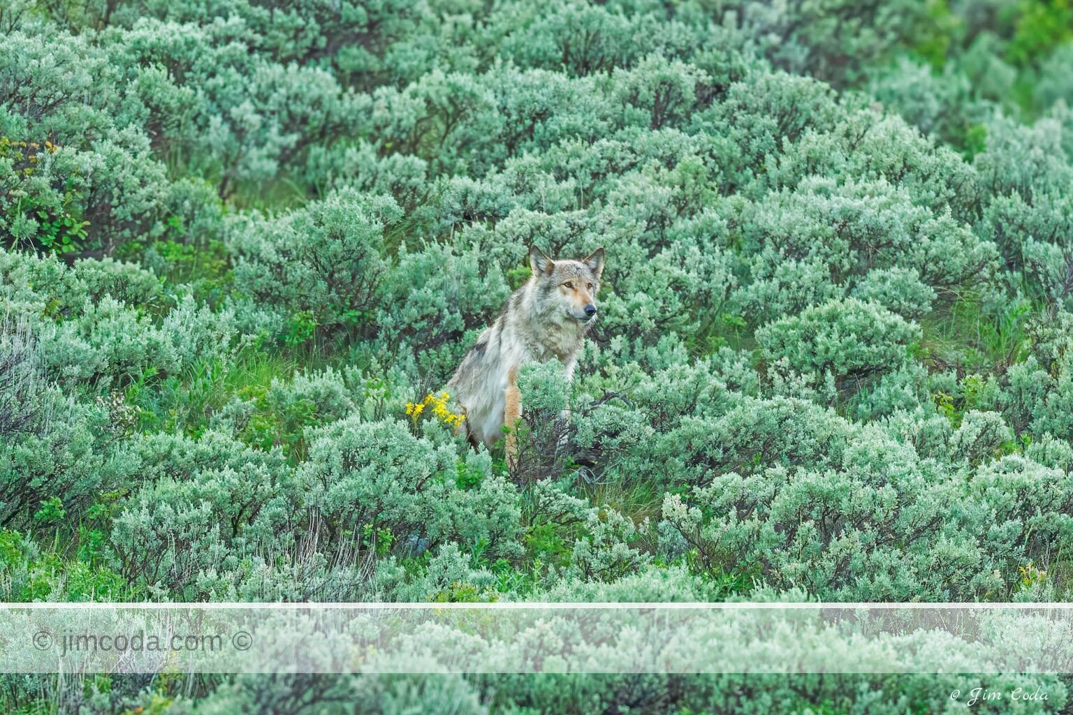 A gray wolf waits in some sagebrush for his pack members.