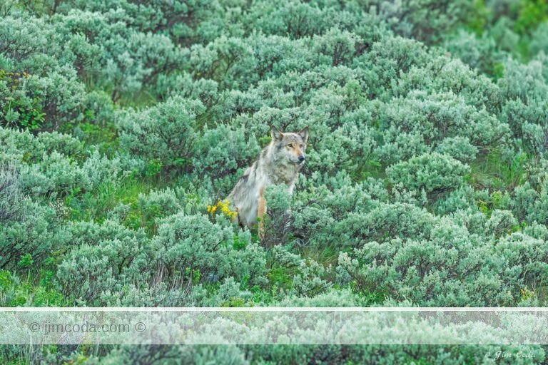A gray wolf waits in some sagebrush for his pack members.