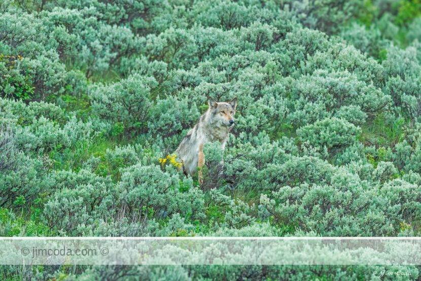 A gray wolf waits in some sagebrush for his pack members.