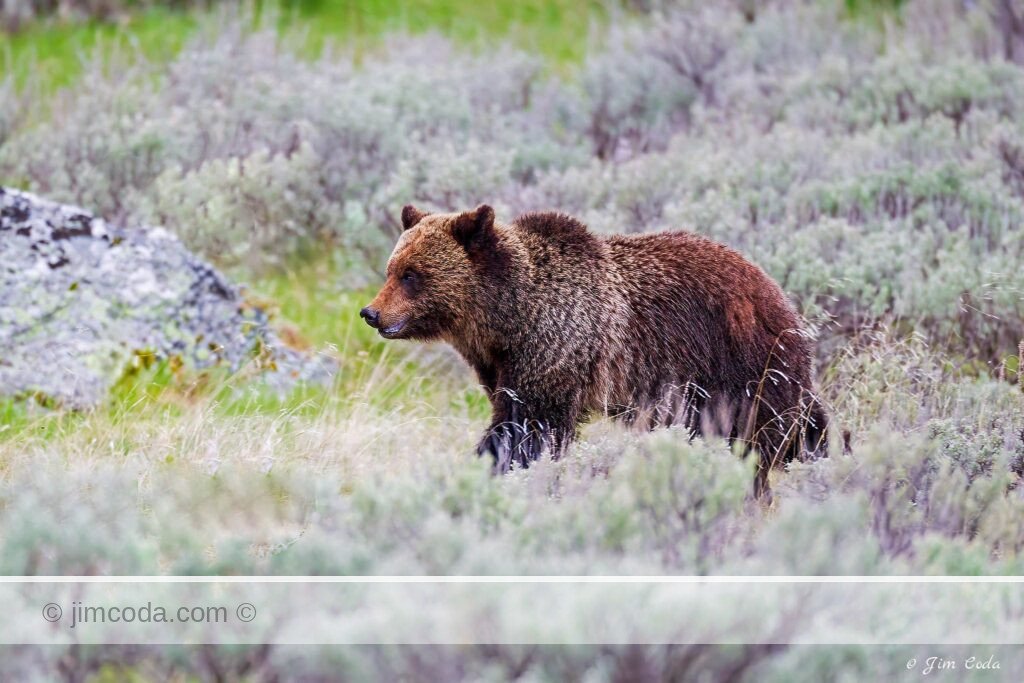 A grizzly bear cub follows mom on Swan Lake Flat, Yellowstone National Park.