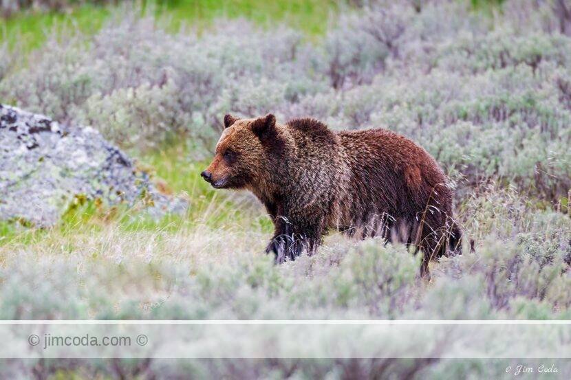 A grizzly bear cub follows mom on Swan Lake Flat, Yellowstone National Park.