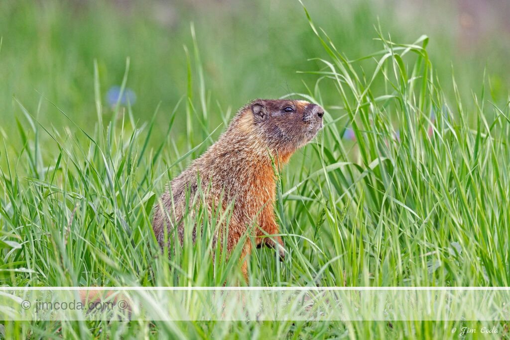 A Yellow-bellied marmot stands in some tall grass near Tower in Yellowstone National Park, USA.