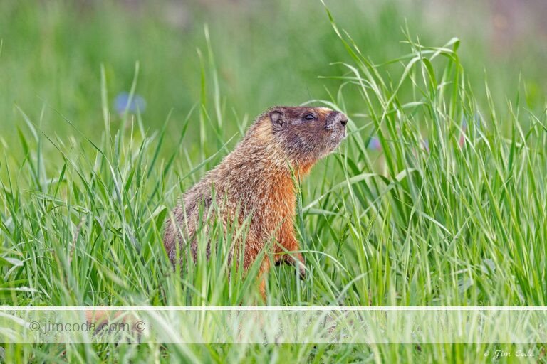 A Yellow-bellied marmot stands in some tall grass near Tower in Yellowstone National Park, USA.