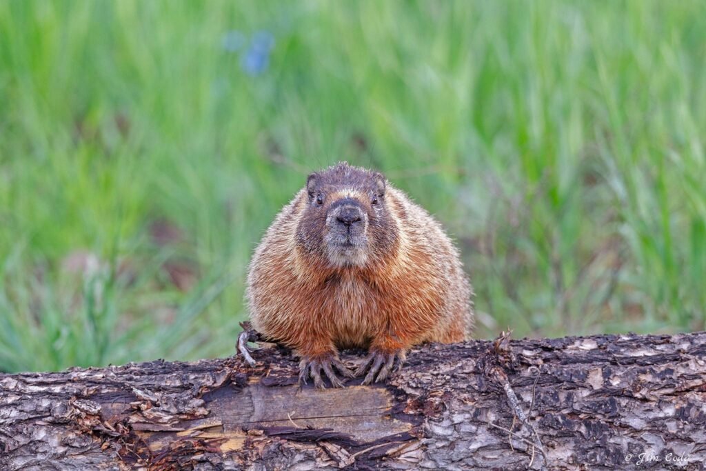 A Yellow-bellied marmot looks at the camera in Yellowstone National Park.