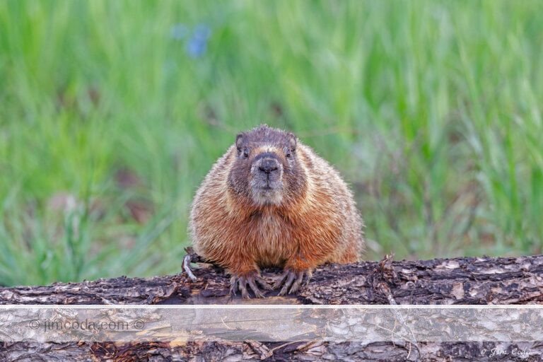 A Yellow-bellied marmot looks at the camera in Yellowstone National Park.