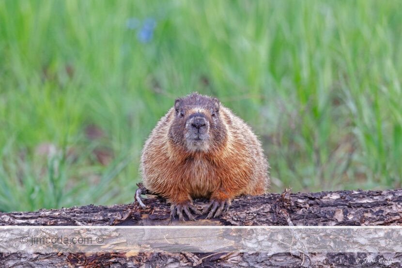 A marmot looks at the camera.