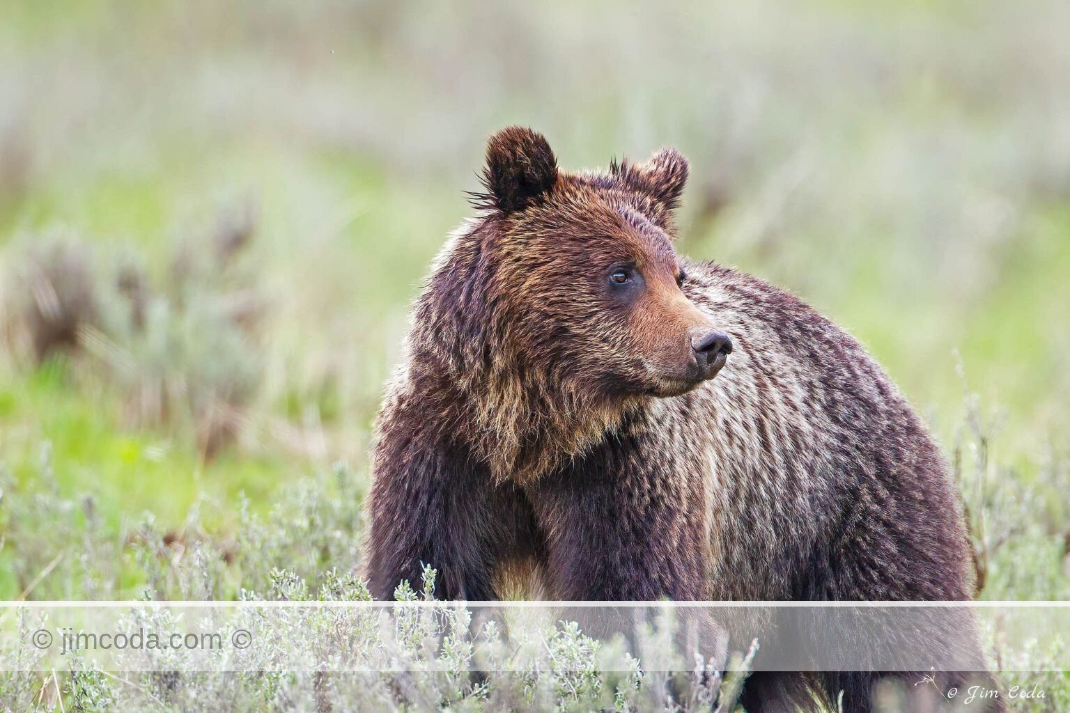 A young grizzly bear walks through sage in Yellowstone National Park.