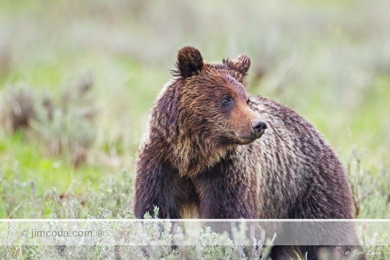 A young grizzly bear walks through sage in Yellowstone National Park.