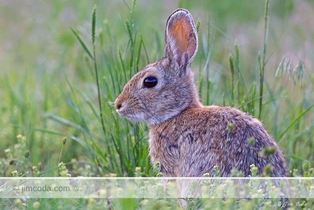A cottontail rabbit sits in some tall grass.