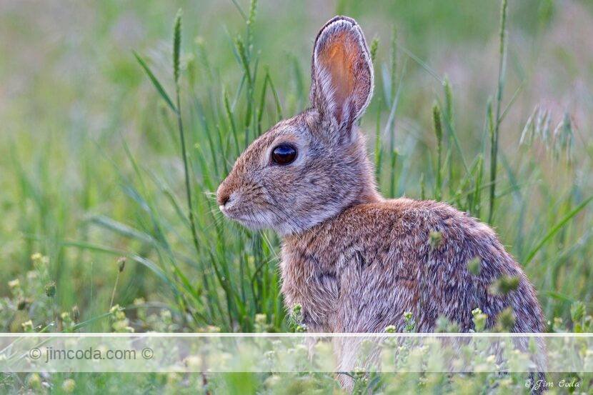 A cottontail rabbit sits in some tall grass.