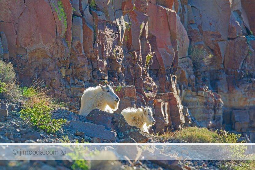 A nanny goat rests with her kid.