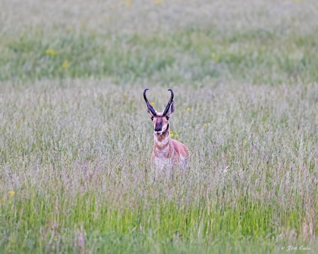 A buck pronghorn moves through tall grass in Yellowstone National Park.