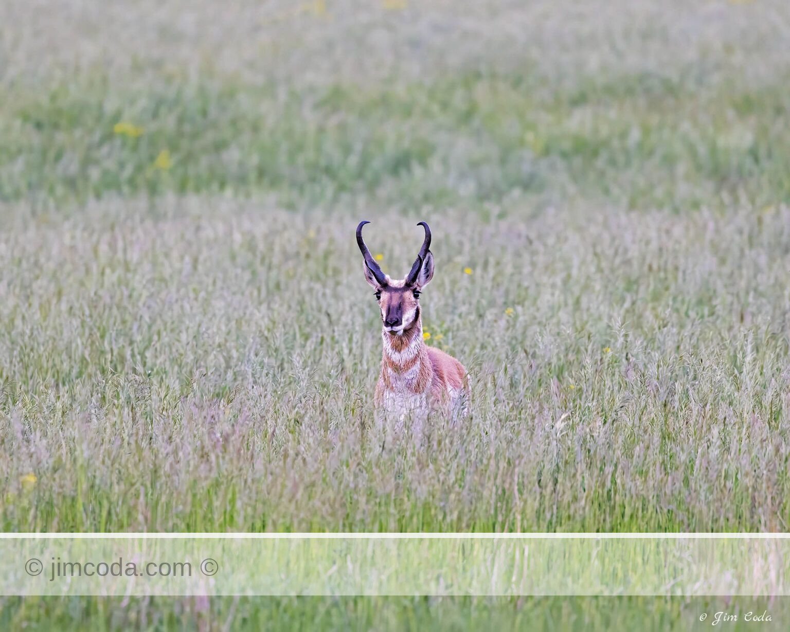 A buck pronghorn moves through tall grass in Yellowstone National Park.