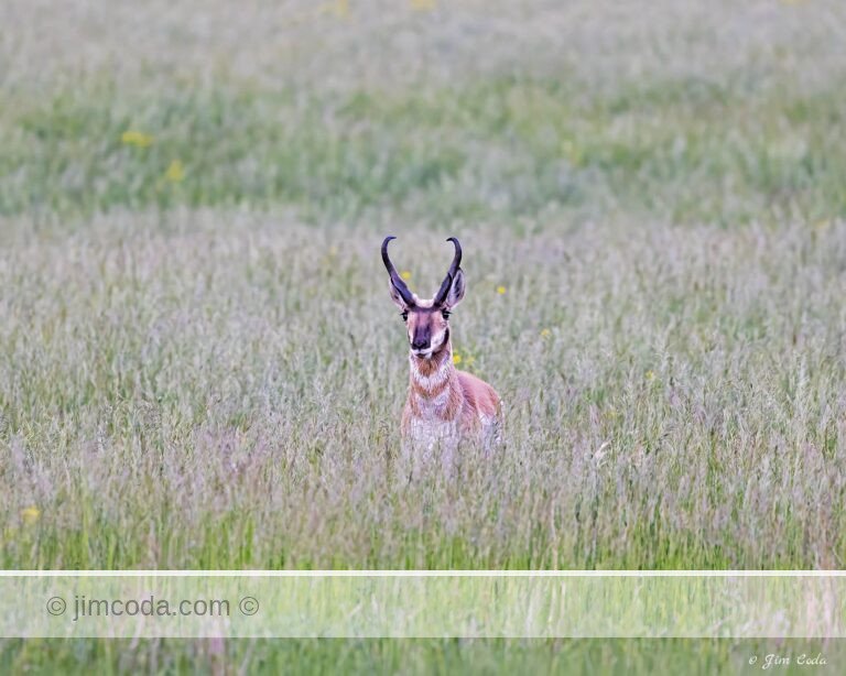 A buck pronghorn moves through tall grass in Yellowstone National Park.