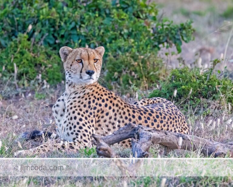 A cheetah is on the lookout at Ol Kinyei/Naboisho Conservancies, Kenya.