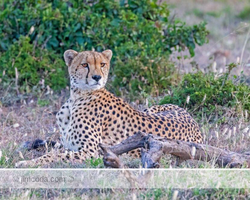 A cheetah is on the lookout at Ol Kinyei/Naboisho Conservancies, Kenya.