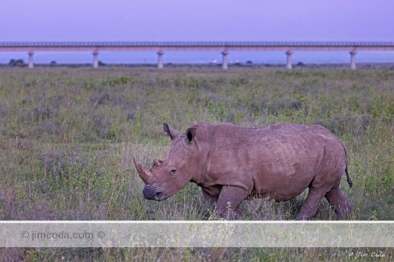 A white rhino grazes after sunset in Nairobi National Park, Africa.