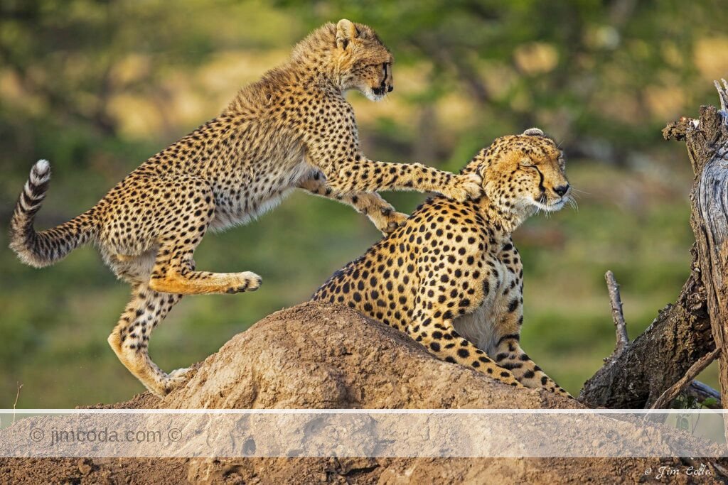A cheetah cub plays with mom in Kenya.