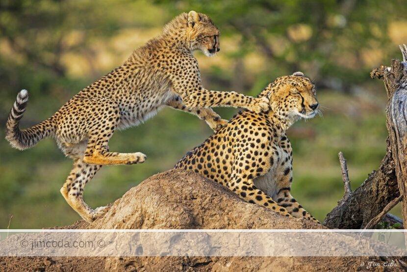 A cheetah cub plays with mom in Kenya.