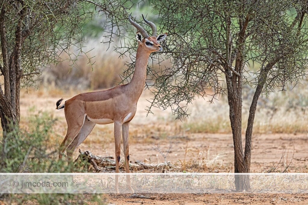 A gerenuk takes a break while browsing on a tree in Amboseli National Park, Kenya, Africa.