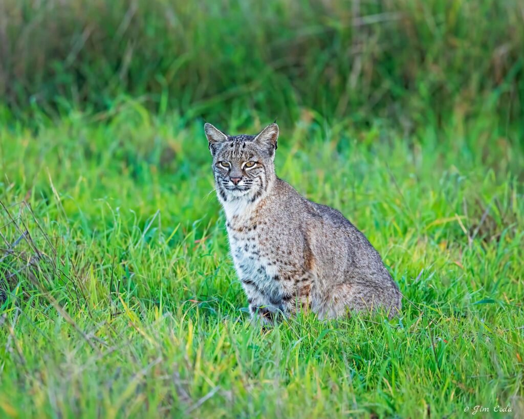 A bobcat stops in a swale just before the sun sets at Point Reyes National Seashore.