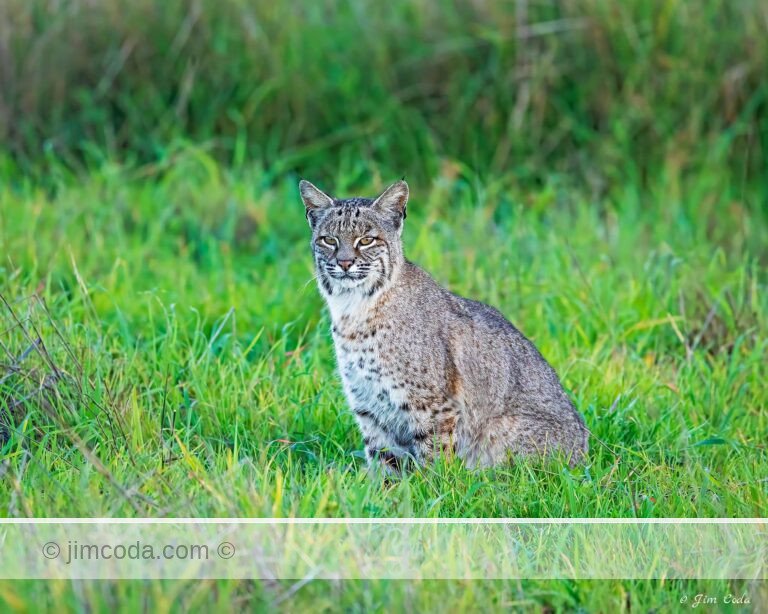 A bobcat stops in a swale just before the sun sets at Point Reyes National Seashore.
