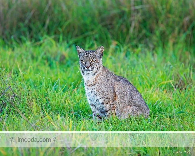 A bobcat stops in a swale just before the sun sets at Point Reyes National Seashore.