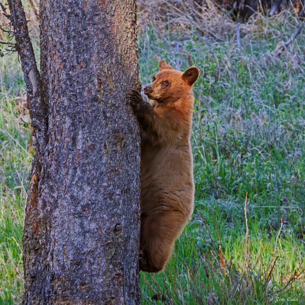 A black bear cub climbs a tree in Yellowstone National Park.