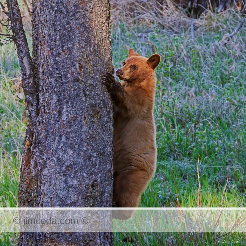 A black bear cub climbs a tree in Yellowstone National Park.