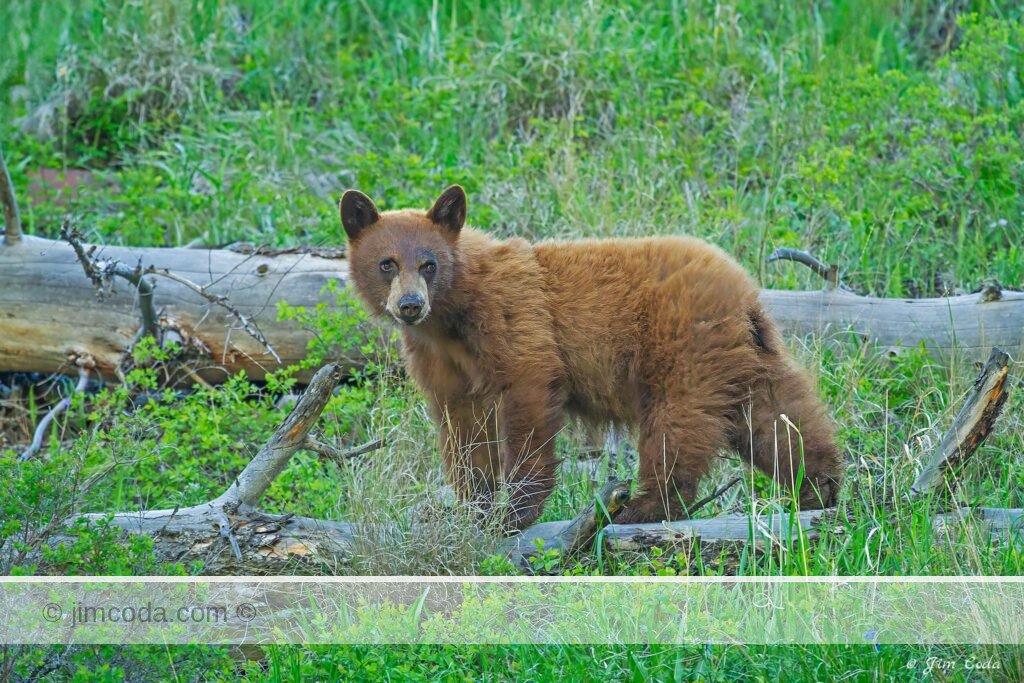 A black bear cub looks back in Yellowstone National Park.