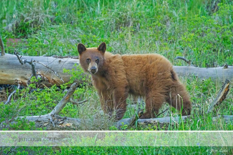 A black bear cub looks back in Yellowstone National Park.