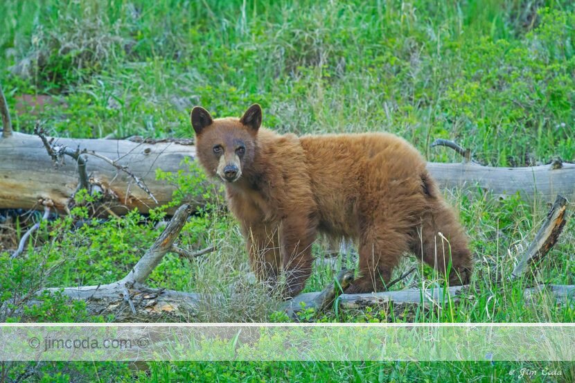 A black bear cub looks back in Yellowstone National Park.