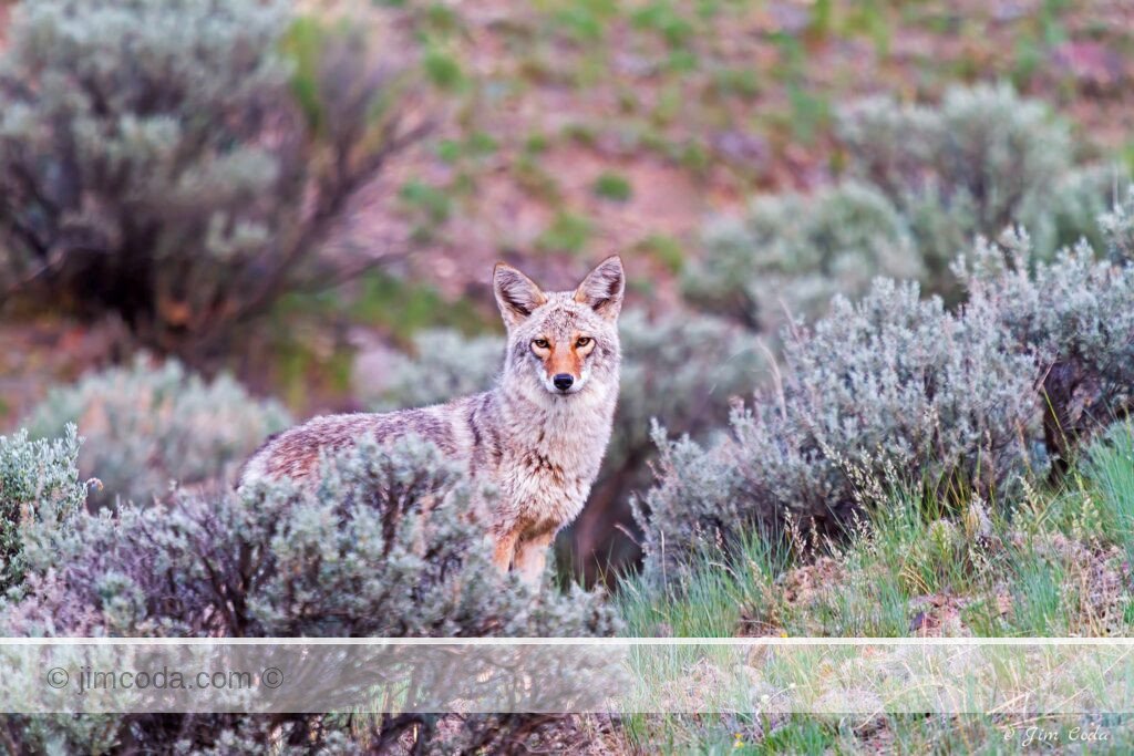 a coyote stops as it travels through some sagebrush in Yellowstone National Park at dawn.