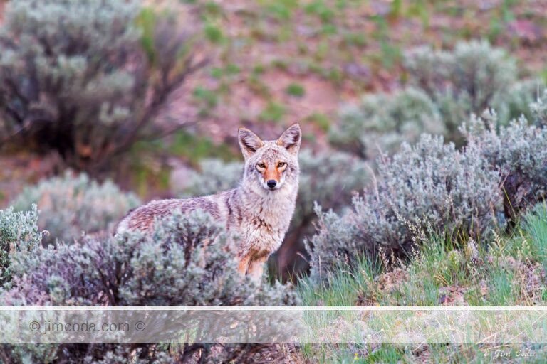 a coyote stops as it travels through some sagebrush in Yellowstone National Park at dawn.