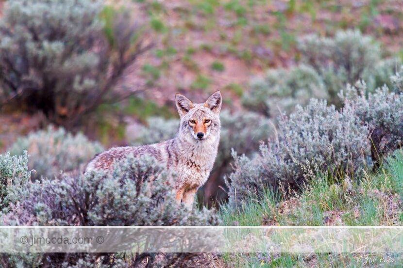 a coyote stops as it travels through some sagebrush in Yellowstone National Park at dawn.