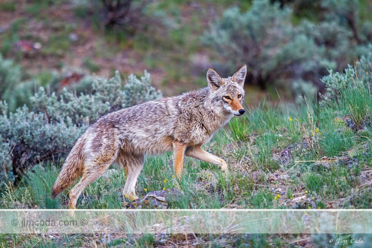 A coyote on the move in Yellowstone National Park