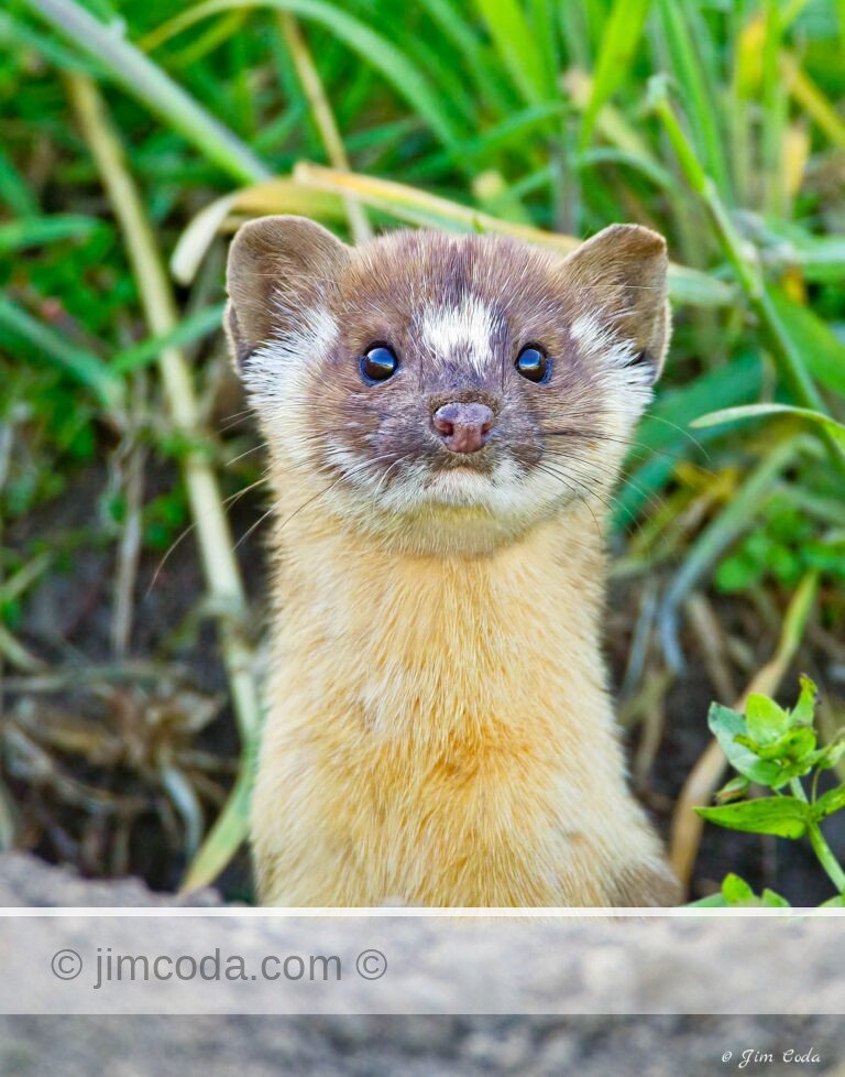 A long-tailed weasel stops hunting in a gopher hole to check out the spectator gallery in Point Reyes National Seashore, California, USA.