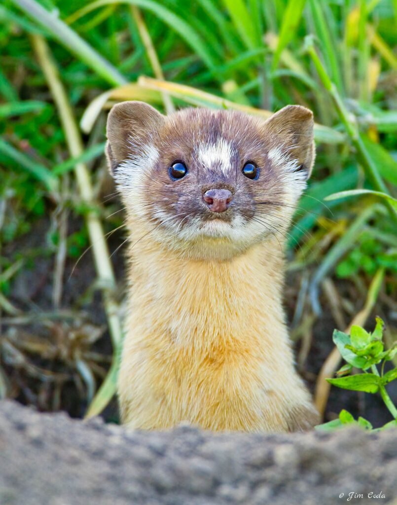 A long-tailed weasel stops hunting in a gopher hole to check out the spectator gallery in Point Reyes National Seashore, California, USA.