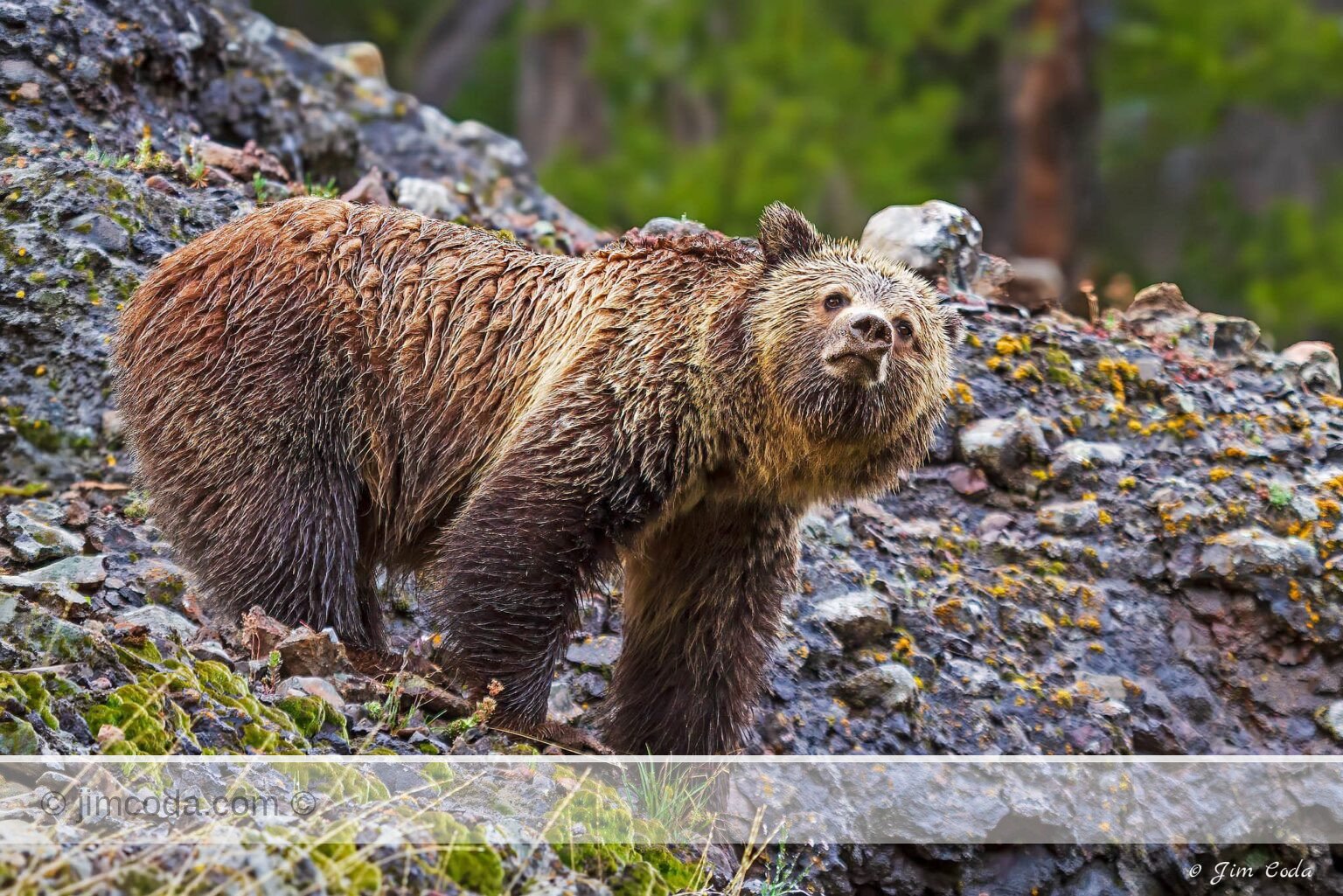 A grizzly bear is always searching for food, Yellowstone National Park.