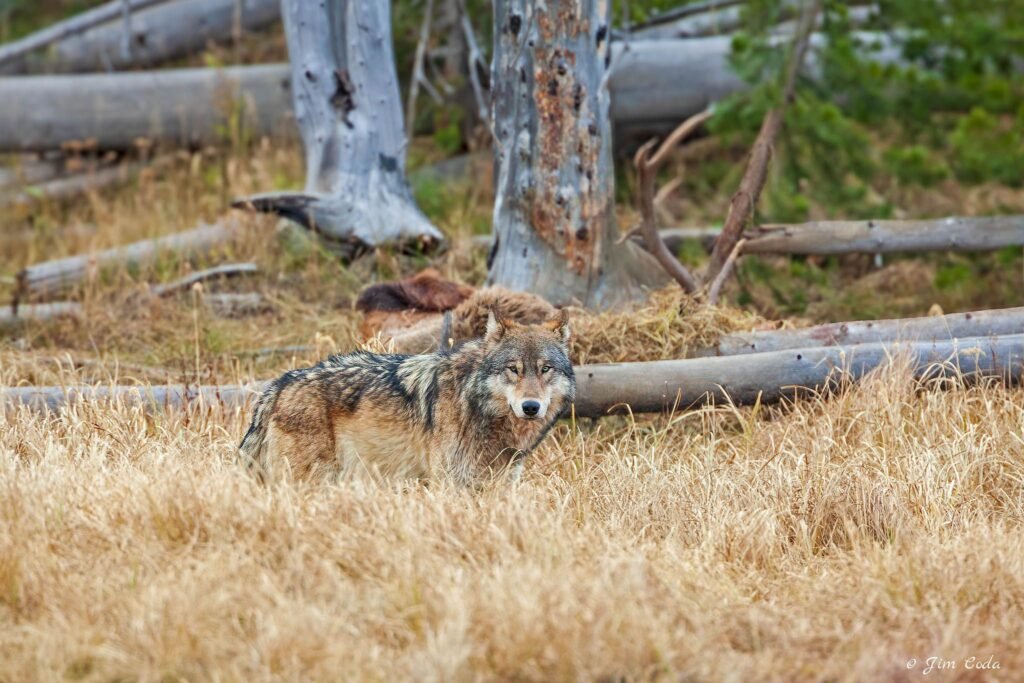 A gray wolf stops at an elk carcass killed by its pack in Yellowstone National Park.