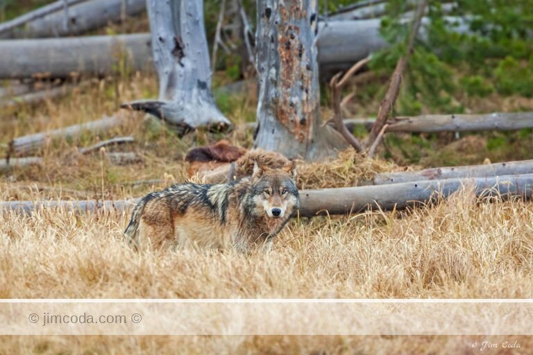 A gray wolf stops at an elk carcass killed by its pack in Yellowstone National Park.