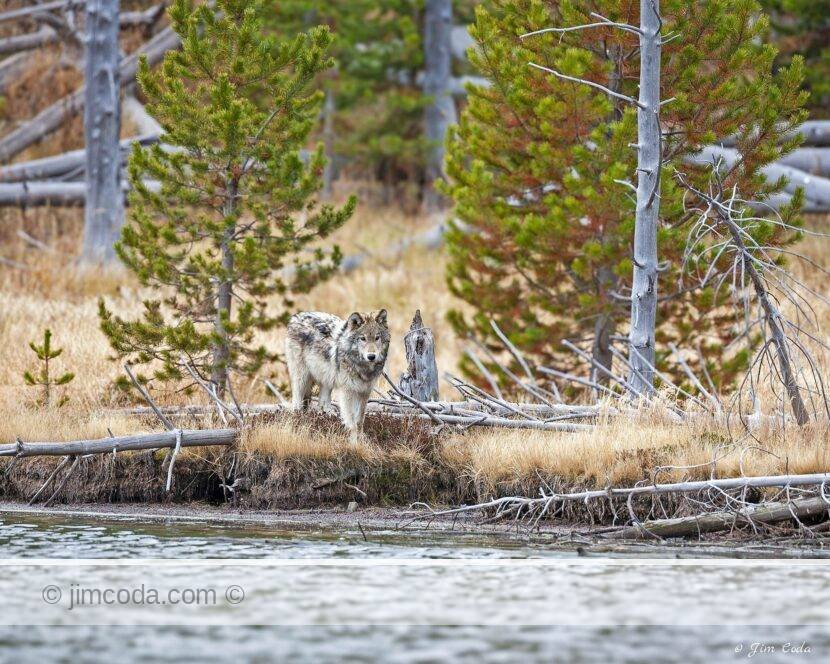 A gray wolf stands on the shore of Upper Twin Lake in Yellowstone National Park.